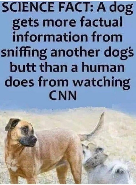 CNN - dog sniffing.jpg